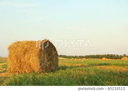 Straw bales of hay in the stubble field, space for 65218513