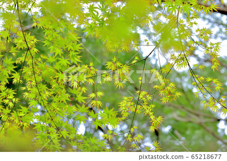 新鮮的綠色森林 65218677