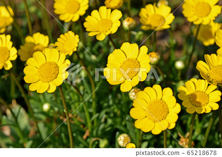 黃色雛菊 65218678