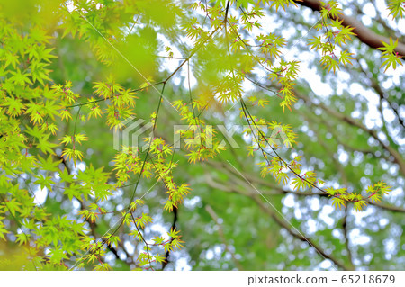 新鮮的綠色森林 65218679