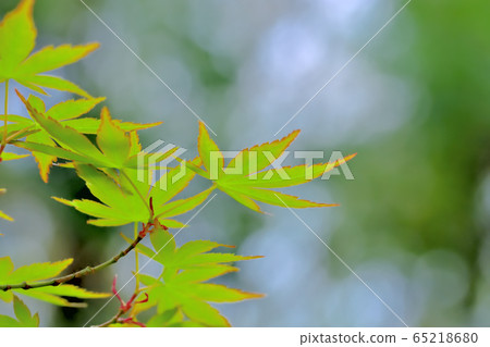 新鮮的綠色森林 新鮮的綠色森林 65218680