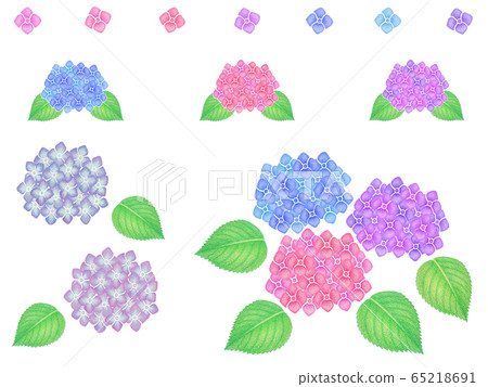 hydrangea   65218691
