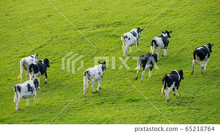 Young Holstein Friesian cattle running up hill Young Holstein Friesian cattle running up hill 65218764