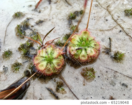 Drosera Burmannii (Sundew) carnivorous plant, flora can eat insect Drosera Burmannii (Sundew) carnivorous plant, flora can eat insect 65219048
