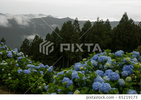 盛開在山上 盛開在山上 65219173