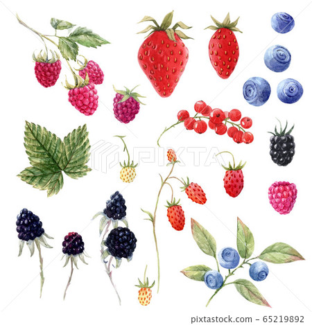 Beautiful set with watercolor hand drawn berry paintings. Stock illustration. 65219892