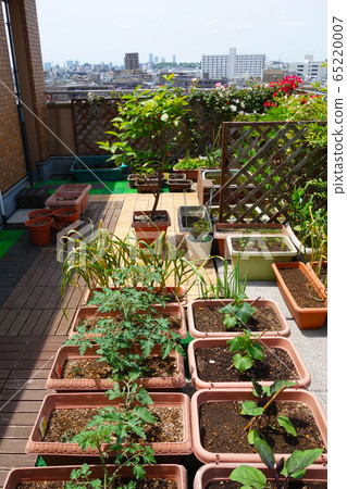 在屋頂陽台上種植櫻桃西紅柿，黃瓜和茄子 65220007
