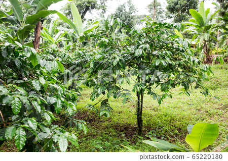 咖啡種植園 65220180