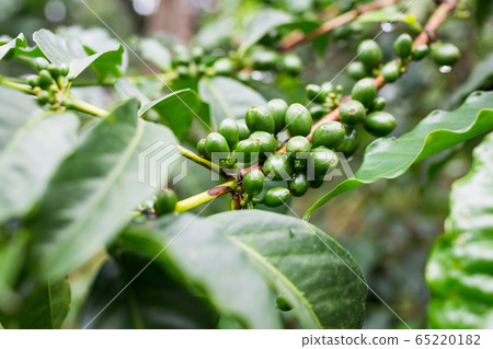 咖啡種子 咖啡種子 65220182