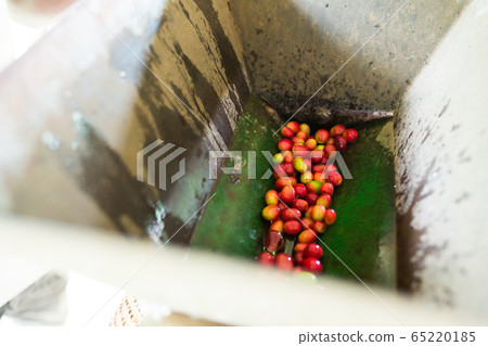 Coffee making process 65220185