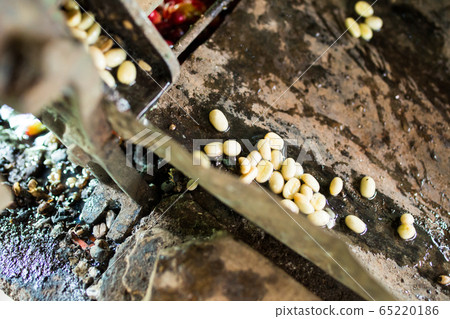 Coffee making process 65220186