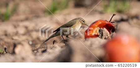 Small bird feeding from fruits on the ground Small bird feeding from fruits on the ground 65220519