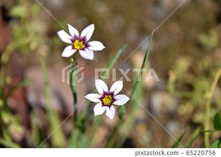  Niwazeki Show (Garden Iris) 65220756