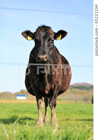 Japanese beef Japanese beef 65221194