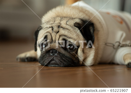 Close-up face of Cute pug puppy dog sleeping. It is hoped the boss will come back soon 65221907