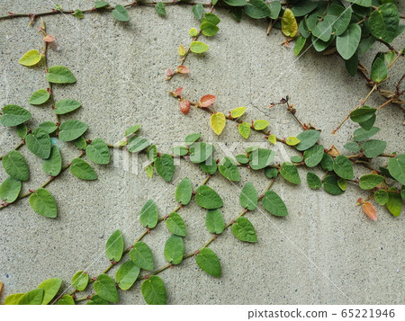 Climbing vine 65221946