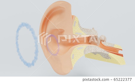 3d render structures of the human ear. 3d illustration 3d render structures of the human ear. 3d illustration 65222377