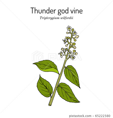 Thunder god vine Tripterygium wilfordii , medicinal plant 65222380