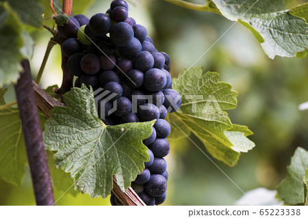 Close up of wine grapes and green leaves in 65223338