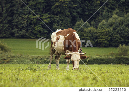Photo of brown and white cow on green sunny 65223350