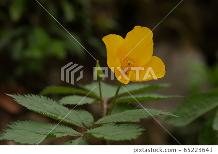 荷青花屬 荷青花屬 65223641
