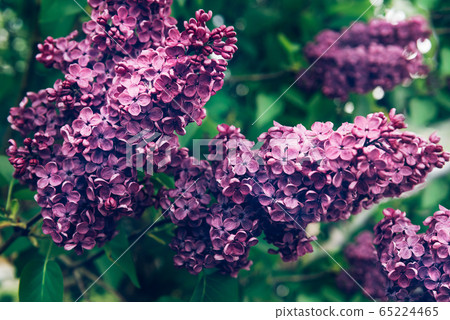 Blooming lilac tree 65224465