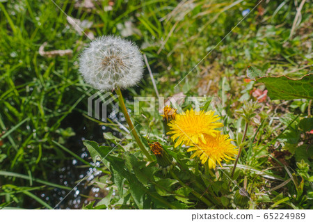 Dandelion flowers, fluff and buds Dandelion flowers, fluff and buds 65224989