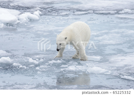 Wild polar bear on pack ice in Arctic sea close up Wild polar bear on pack ice in Arctic sea close up 65225332