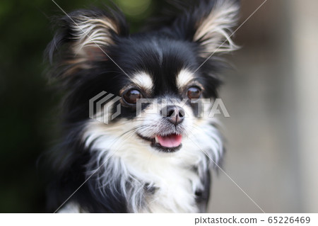 Chihuahua dog with a smile 65226469
