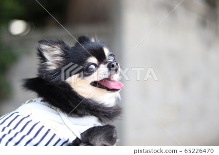 吉娃娃狗笑著轉身 65226470