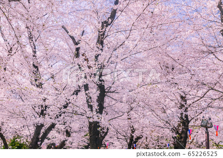 東京櫻花明日山公園 東京櫻花明日山公園 65226525