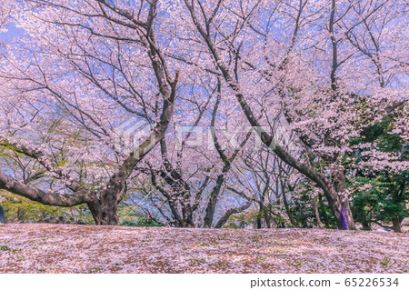 Sakura Asukayama Park Tokyo 65226534