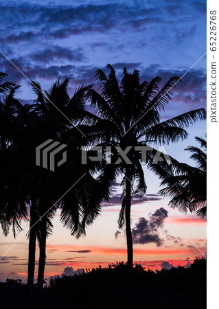 Palm tree silhouettes at sunrise Palm tree silhouettes at sunrise 65226768