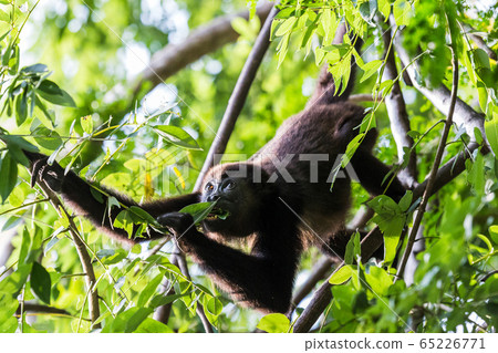 Howler feeding before sunset Howler feeding before sunset 65226771