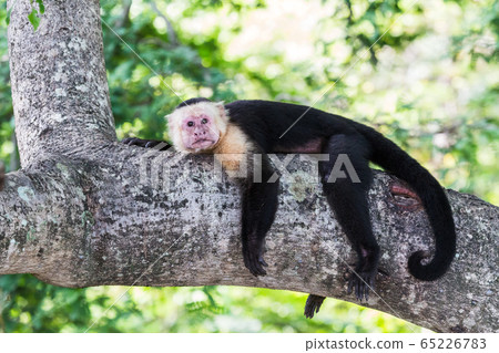 White-faced capuchin rests after food White-faced capuchin rests after food 65226783
