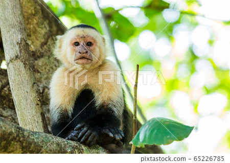 Portrait of a white faced capuchin Portrait of a white faced capuchin 65226785