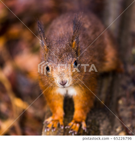 Up close with a Red squirrel 65226796