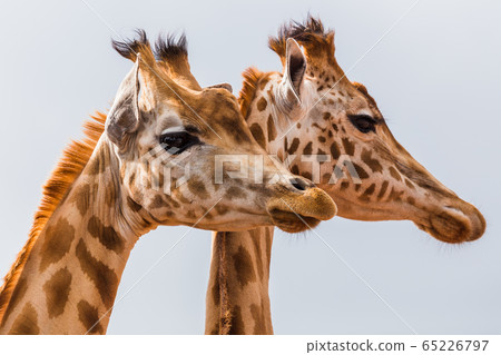 West African giraffe pair West African giraffe pair 65226797