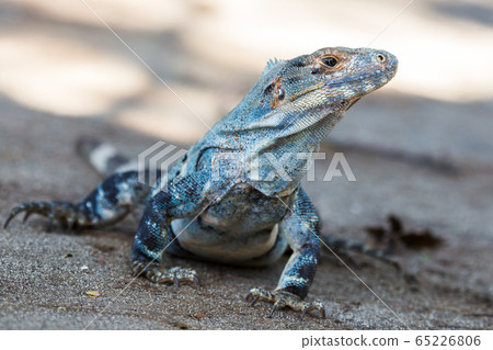 Black iguana walking on the beach Black iguana walking on the beach 65226806