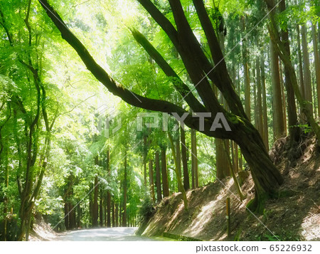 Kasugayama primitive forest 65226932