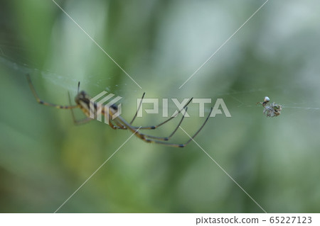 White-faced Spider on a net White-faced Spider on a net 65227123