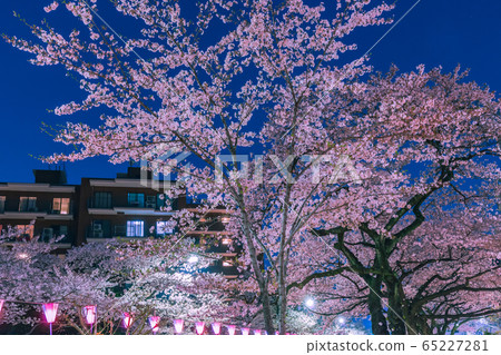 Harimasaka illuminated cherry blossom trees night view of Tokyo Harimasaka illuminated cherry blossom trees night view of Tokyo 65227281