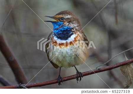 Bird - Bluethroat ( Cyanecula svecica ) sitting on 65227319