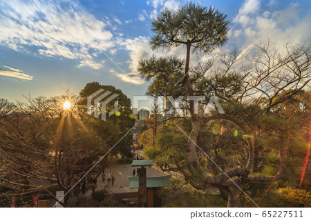 [Tokyo / Ueno] The sunset over the moon pines at the Kiyomizu-dera Kannon-do in Ueno Park. 65227511