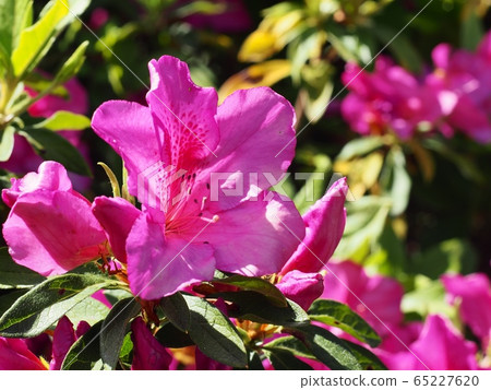 Satsuki Flower Uzuki 65227620