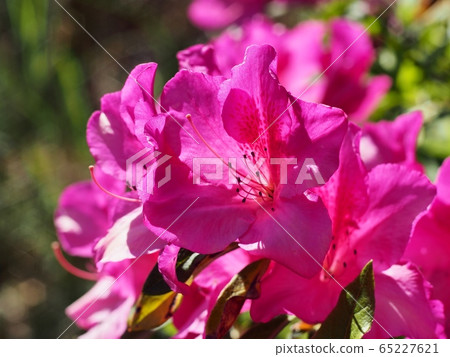 Satsuki Flower Uzuki 65227621