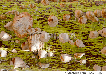 A big scary tree with a barbed bark with spikes  65228468