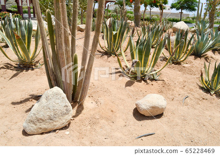 The texture of a green prickly natural Mexican 65228469