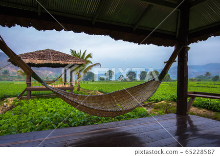 Asia, Sukhothai Province, Thailand, Forest, Bamboo 65228587