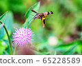 Houjaku 65228589